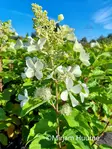 Japaninhortensia Tardiva - Astiataimet - AB10010010796 - 1