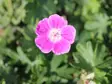 Verikurjenpolvi Elke - Perennat - 6417481281936 - 1