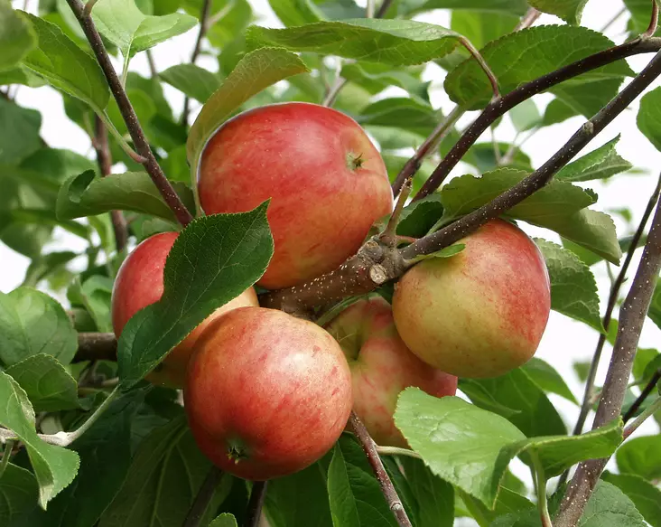 Omenapuu Sävstaholm 150-200 - Omenapuut - 3939685301416 - 1