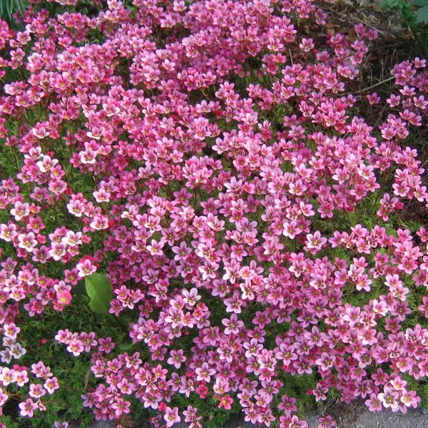 Patjarikko Purpurteppich - Perennat - 6417481274006 - 1