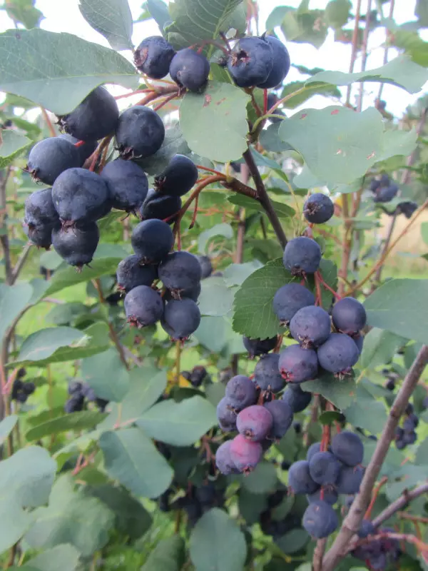 Marjatuomipihlaja FinE® Northline - Muut marjakasvit - AB10010010966 - 1