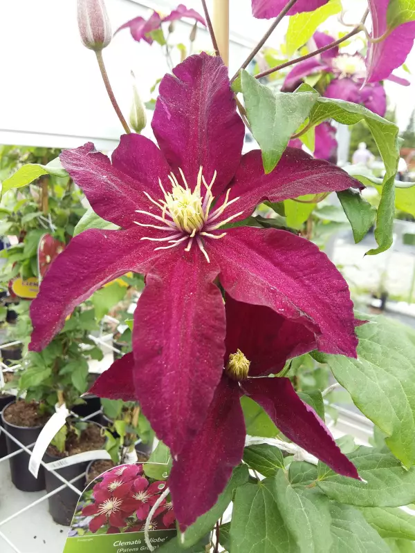 Loistokärhö Niobe - Clematikset - AB10010011316 - 1