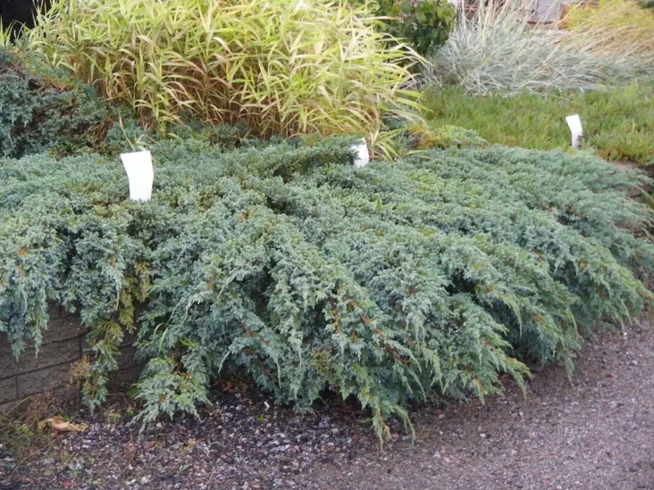 Sinikataja Blue Carpet - Katajat - AB10010011966 - 1