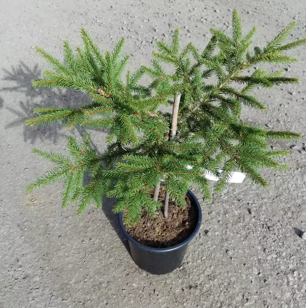 Tapionpöytäkuusi - Kuuset - AB10010011986 - 1