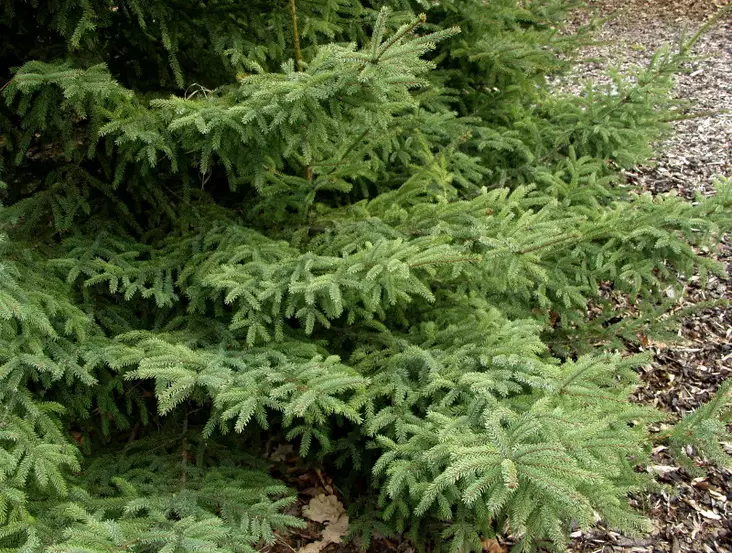 Mustakuusi - Kuuset - AB10010011996 - 1