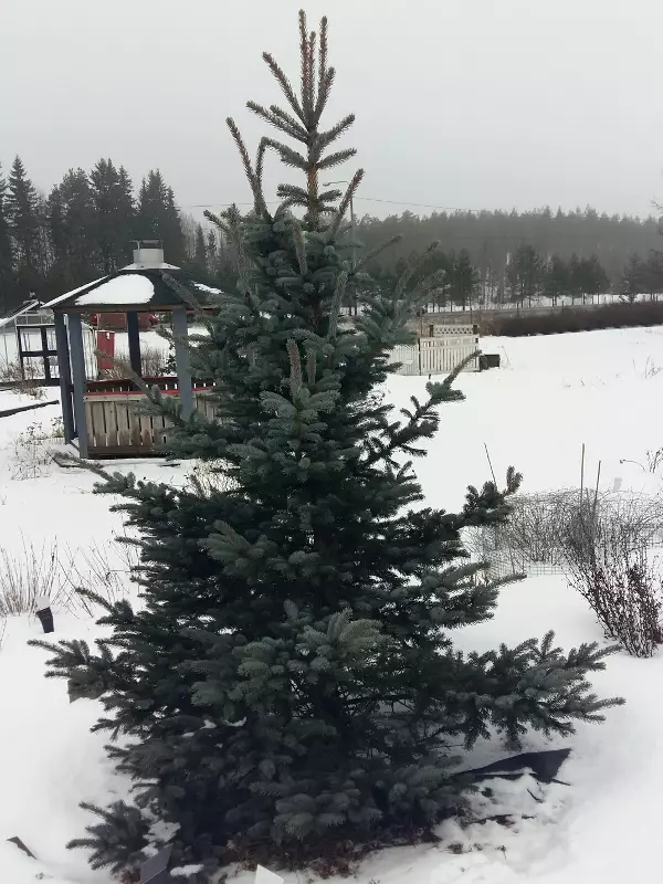 Sinikuusi Fat Albert - Kuuset - AB10010012006 - 1