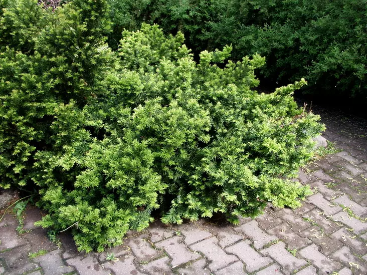 Euroopanmarjakuusi Repandens - Marjakuuset - AB10010012236 - 1