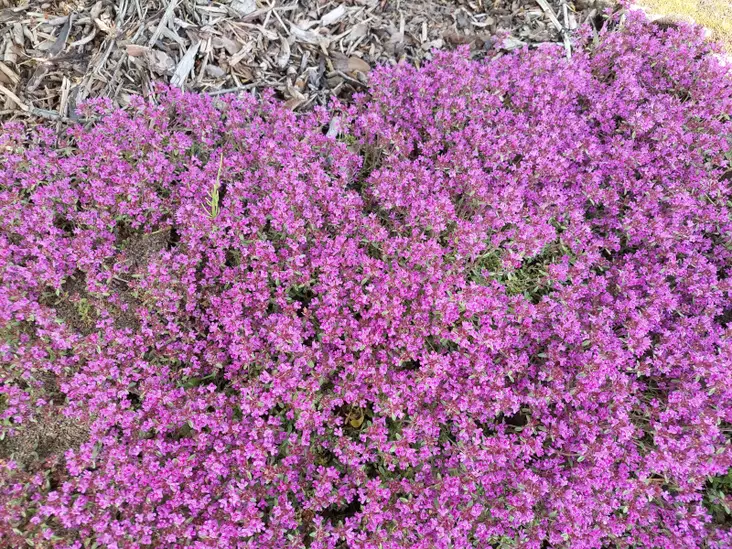 Nummiajuruoho Red Carpet - Perennat - 6430019384046 - 1