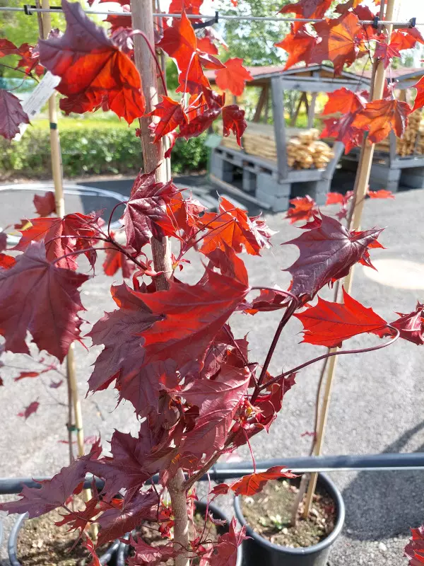 Hurmevaahtera Royal Red 150-200 - Lehtipuut - AB10010010176 - 1