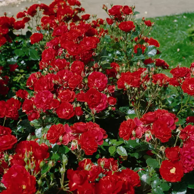 Ingrid Weibull Tantop Royal - Ryhmäruusut - AB10010012156 - 1