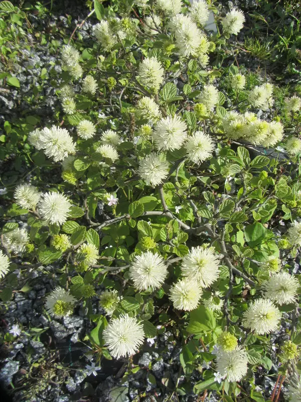 Isohöyhenpensas - Astiataimet - 3940516091796 - 1