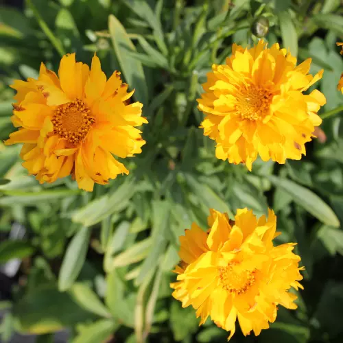 Isokaunosilmä Sunray - Perennat - 6417481270336 - 1