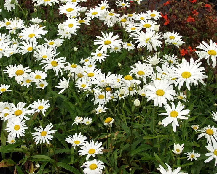 Isopäivänkakkara Alaska - Perennat - 6430019380536 - 1