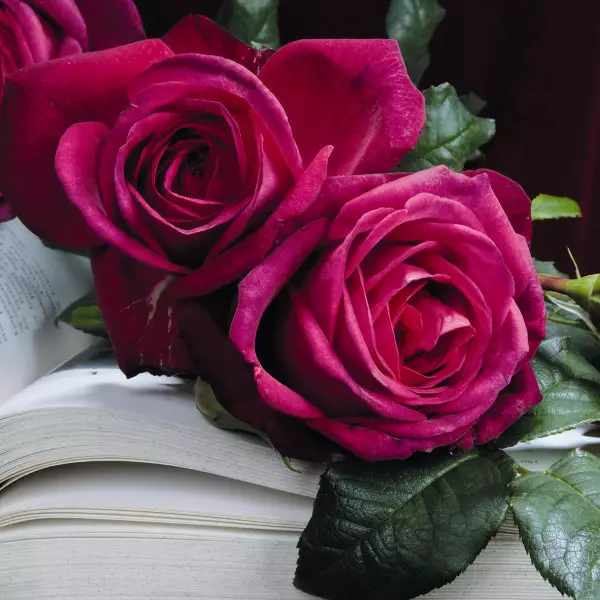 J. W. v. Goethe Rose Tantop Royal - Ryhmäruusut - 4015319920396 - 1