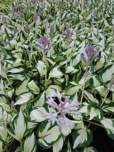 Jalokuunlilja Fire and Ice - Perennat - 6417481280076 - 1