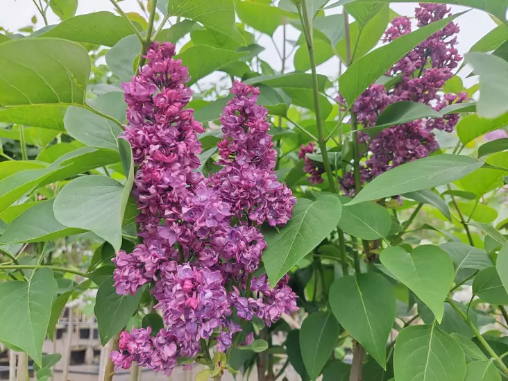 Jalosyreeni Charles Joly runko 100 - Pikkupuut / rungolliset pensaat - AB10010011686 - 1