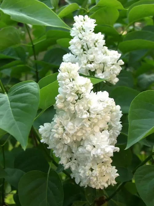 Jalosyreeni Mme Lemoine runko 120 - Pikkupuut / rungolliset pensaat - AB10010010436 - 1