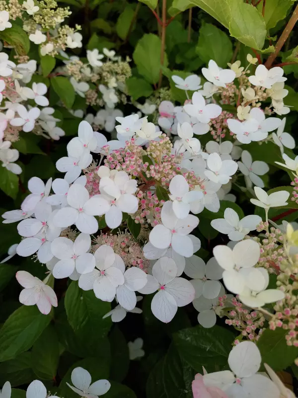 Japaninhortensia Angels Blush - Astiataimet - 3940533737516 - 1