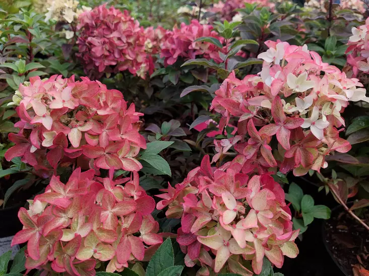 Japaninhortensia Groundbreaker®Ruby - Astiataimet - AB10010012096 - 1