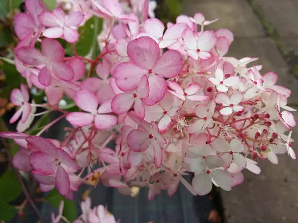 Japaninhortensia Vanille Fraise runko - Pikkupuut / rungolliset pensaat - AB10010012316 - 1