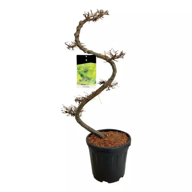 Japaninlehtikuusi bonsai 80+ - Kuuset - AB10010011766 - 1