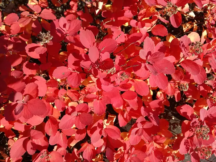 Jumbo koivuangervo - Jumbotaimet - 3940523737106 - 1