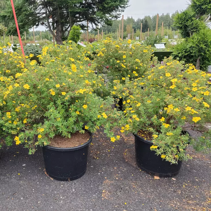 Jumbo pensashanhikki Goldfinger - Jumbotaimet - AB10010011066 - 1