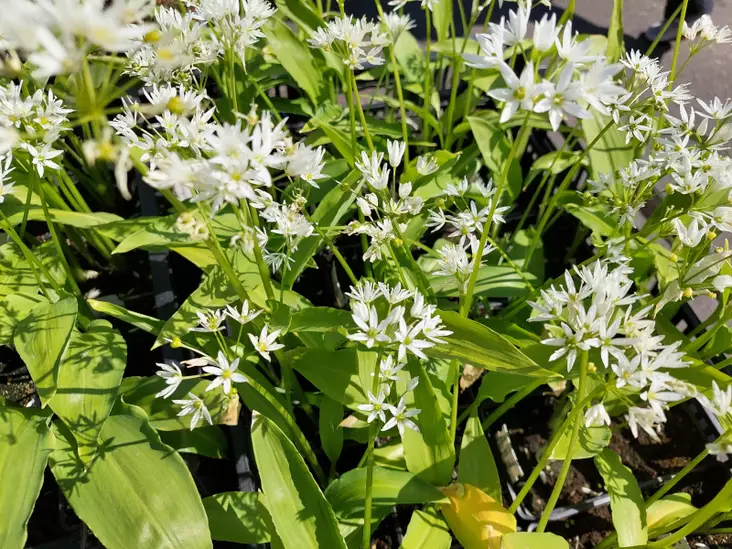 Karhunlaukka - Perennat - 6430019384206 - 1