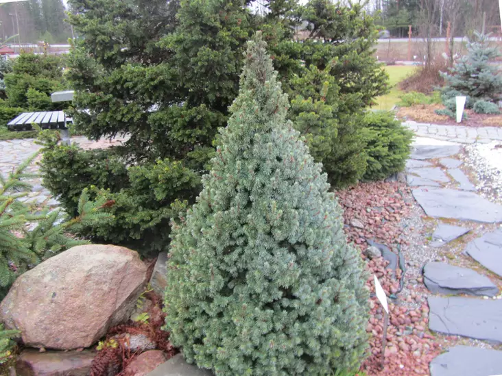 Sinialbertankuusi Sander's Blue - Kuuset - 3940564701456 - 1