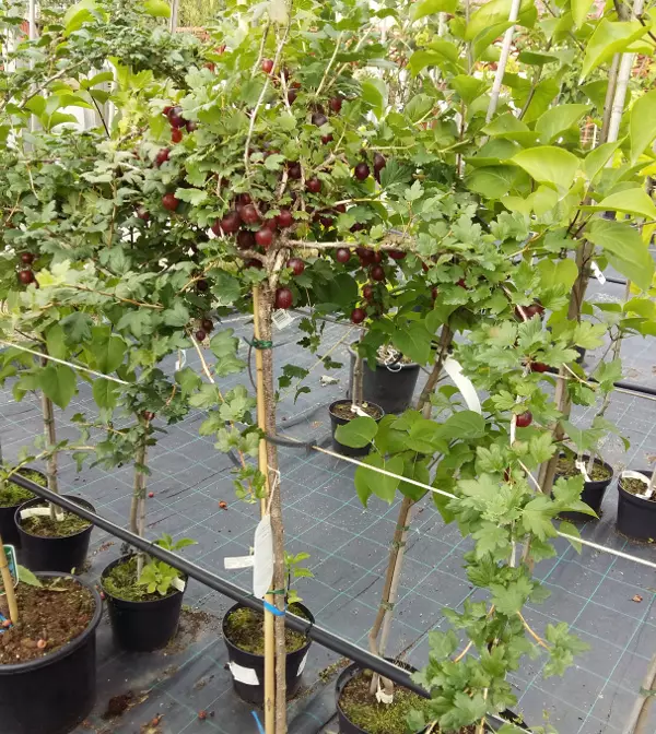 Karviainen runko 90 Lepaan Punainen - Karviaiset - AB10010010986 - 1