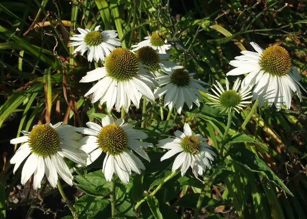 Kaunopunahattu valkoinen - Perennat - 6430019382806 - 1