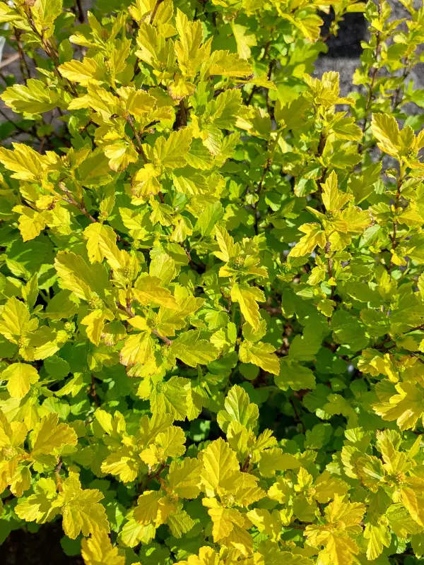 Keltaheisiang. Tiny Wine ® Gold - Astiataimet - AB10010011186 - 1