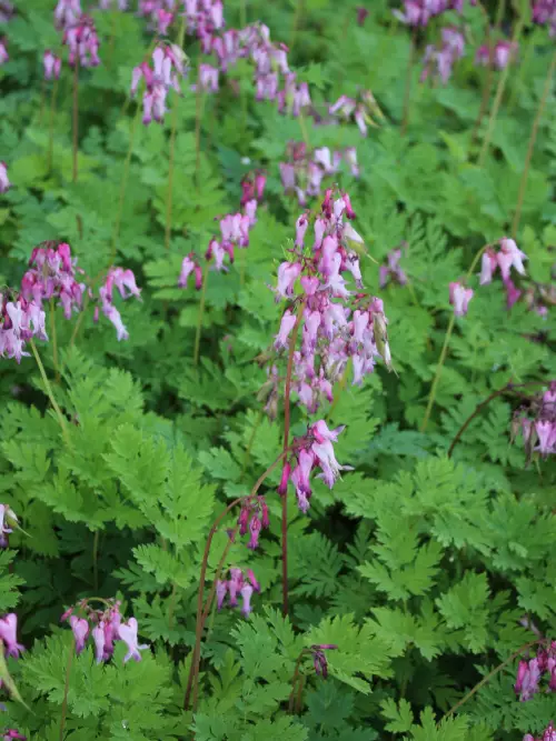 Kevätpikkusydän - Perennat - 6417481277076 - 1