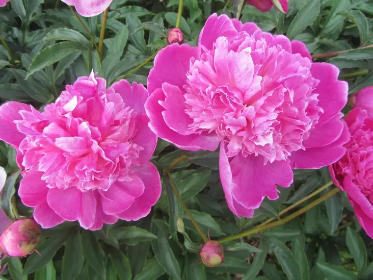 Kiinanpioni Barbara - Pionit - 6430029532536 - 1