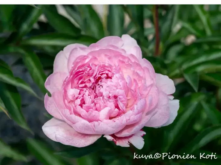 Kiinanpioni Pietertje Vriend Wagenaar - Pionit - 6430029538156 - 1