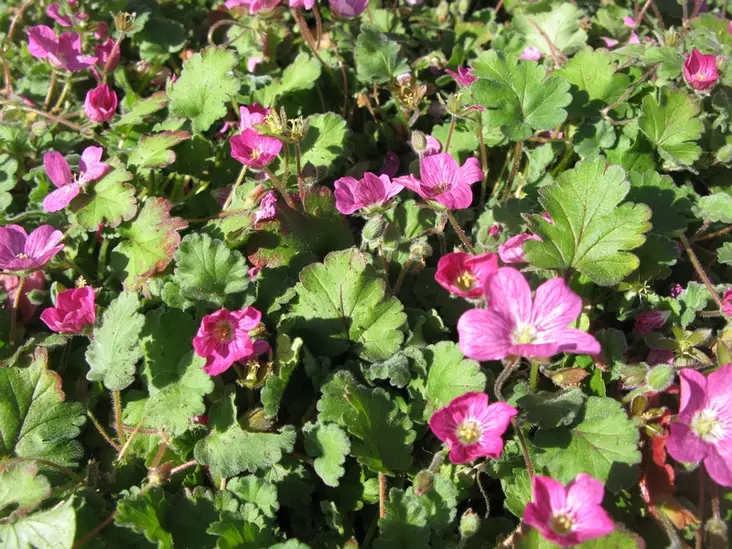 Kivikkokurjennokka Bishops Form - Perennat - 6430019383056 - 1