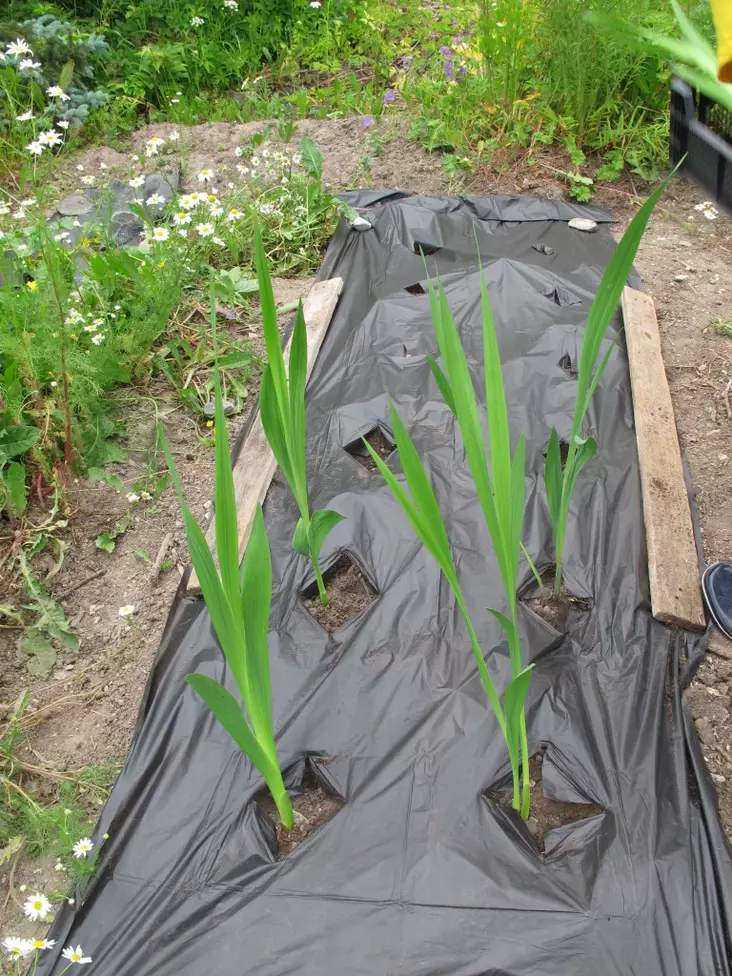 Kompostoituva puutarhakalvo - Muut työkalut ja tarvikkeet - 6430068430206 - 1