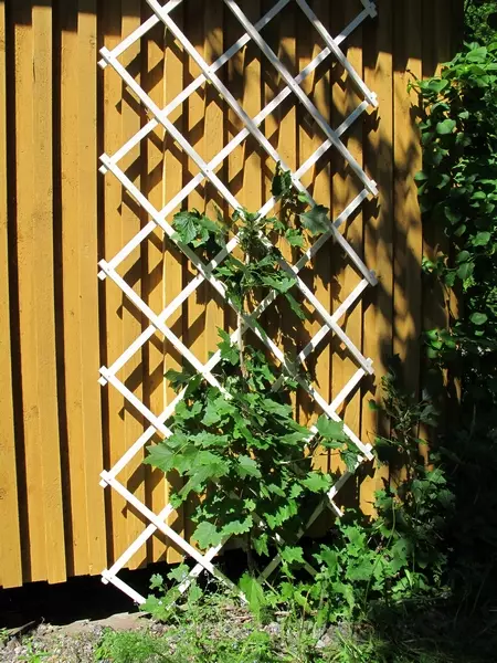 Köynnössäleikkö, valk. haitarimalli - Kasvintuenta - 6430040621776 - 1