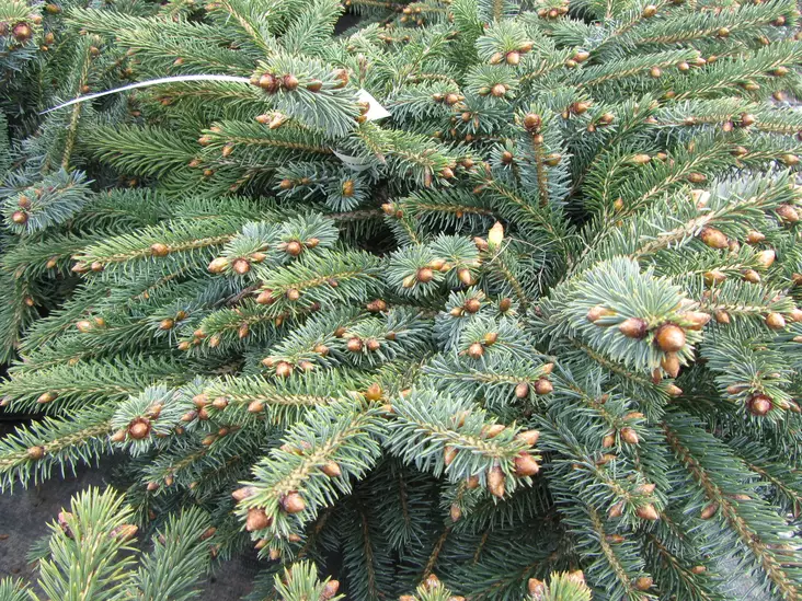 Kuusi Machala - Kuuset - 3944915920046 - 1