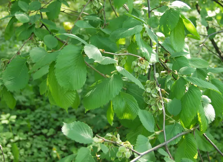 Kynäjalava - Lehtipuut - AB10010011936 - 1