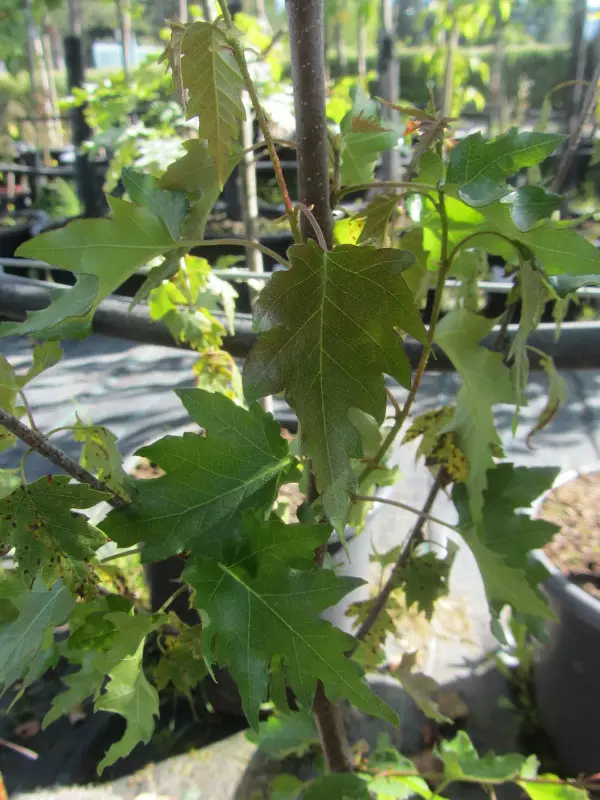 Liuskavisakoivu Kalervo - Lehtipuut - AB10010011906 - 1