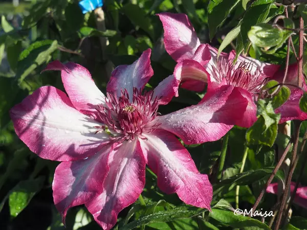 Loistokärhö Picotee® - Clematikset - AB10010010396 - 1