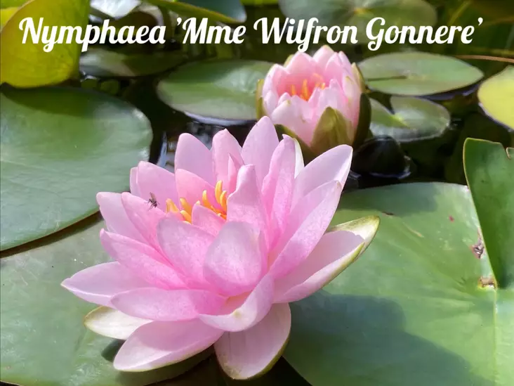 Lumme Mme Wilfron Gonnere - Lumpeet - AB10010011326 - 1