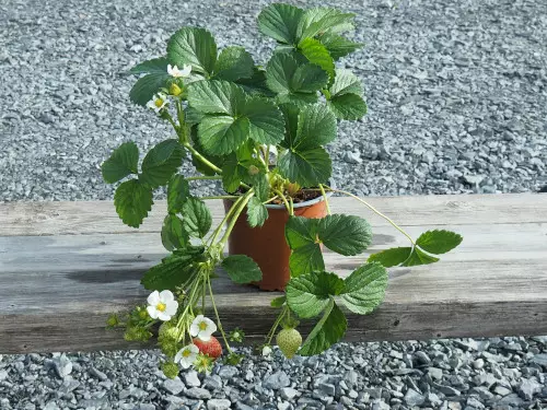 Mansikka Ria satotaimi - Mansikat - AB10010010366 - 1