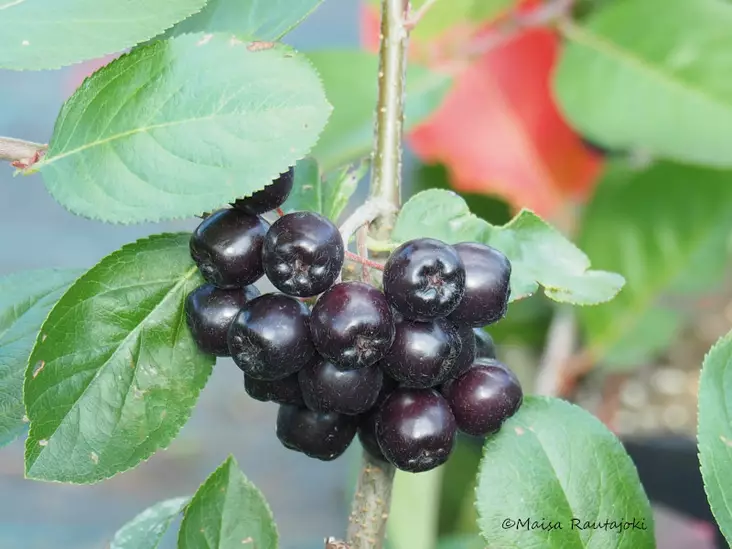 Marja-aronia Nero - Muut marjakasvit - 3946753777516 - 1