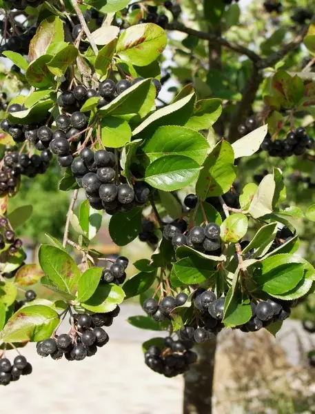 Marja-aronia Viking - Muut marjakasvit - 3940535353646 - 1