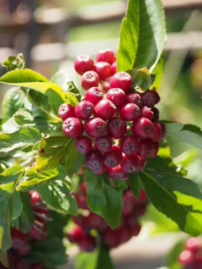 Tarhapihlonia Burka 150-200 cm - Lehtipuut - 3940525188906 - 1