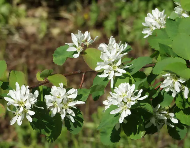 Marjatuomipihlaja kesäaita - Astiataimet - AB10010010296 - 1