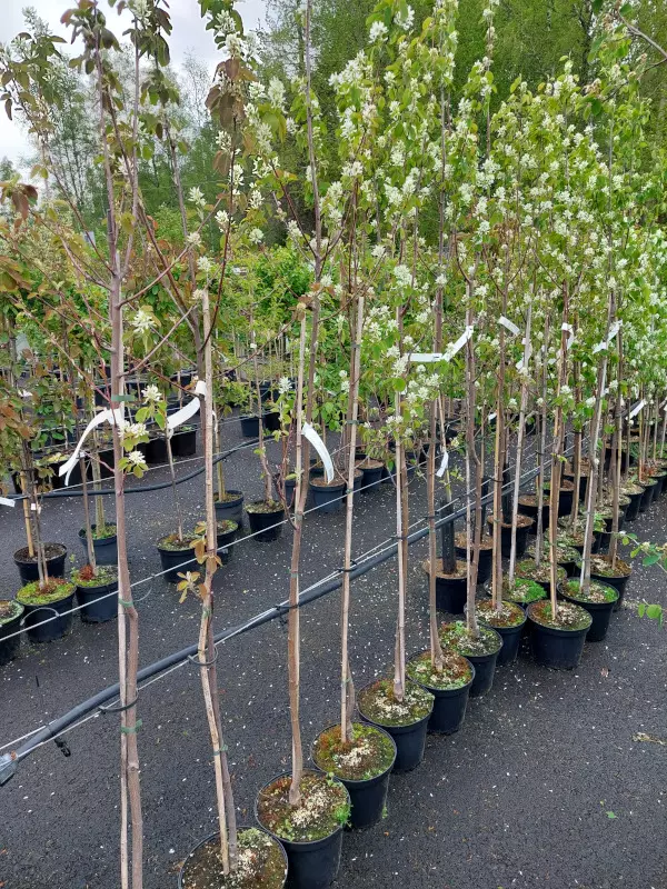 Marjatuomipihlaja Thiessen 150-200 - Pikkupuut / rungolliset pensaat - AB10010011716 - 1