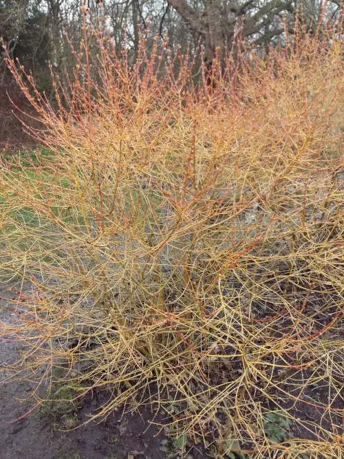 Mustamarjakanukka Midwinter Fire - Astiataimet - AB10010010526 - 1